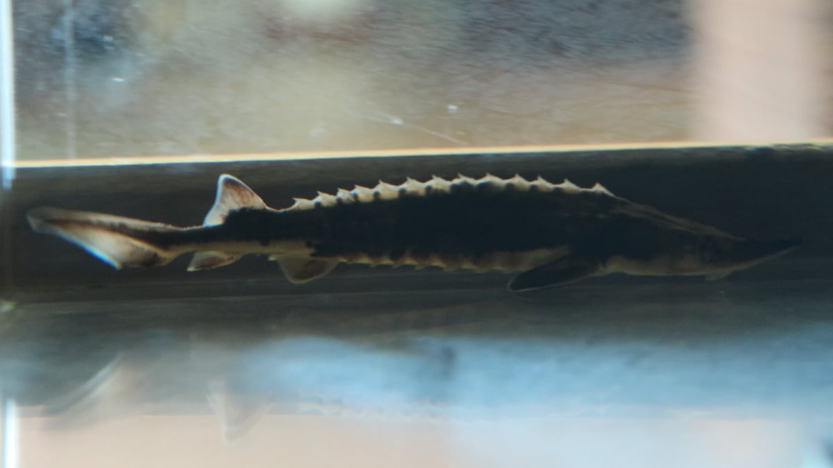 CNC Sturgeon