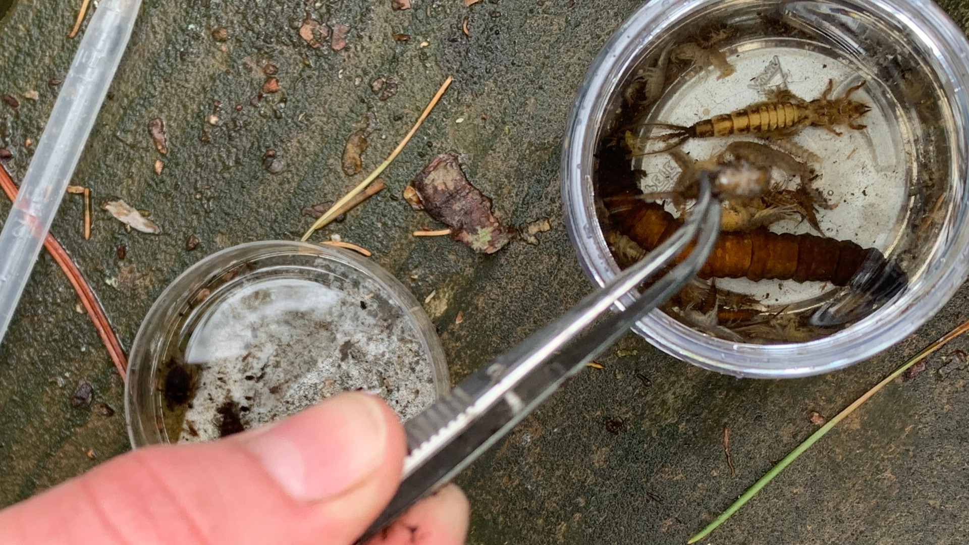 Cedar River Stream Sampling - 6