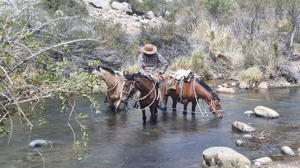 Horses-drinking