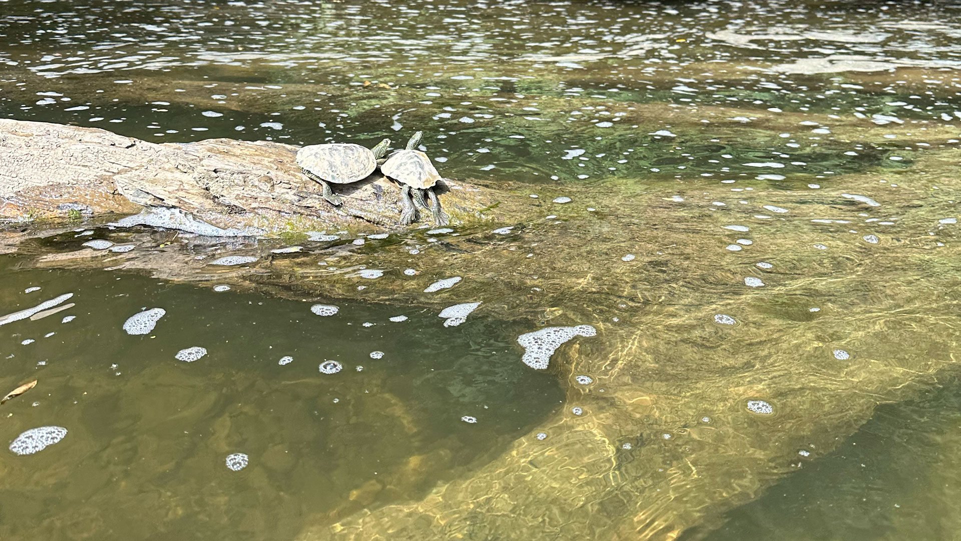 Little-Forks-Cleanup-turtles-23