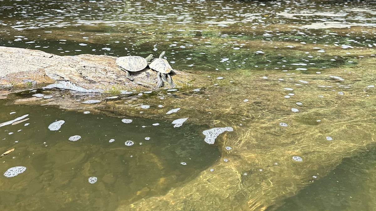 Little-Forks-Cleanup-turtles-23