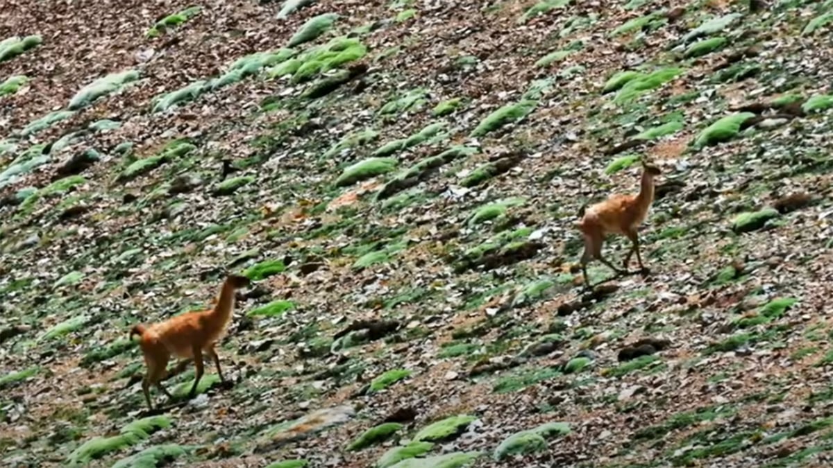 guanaco